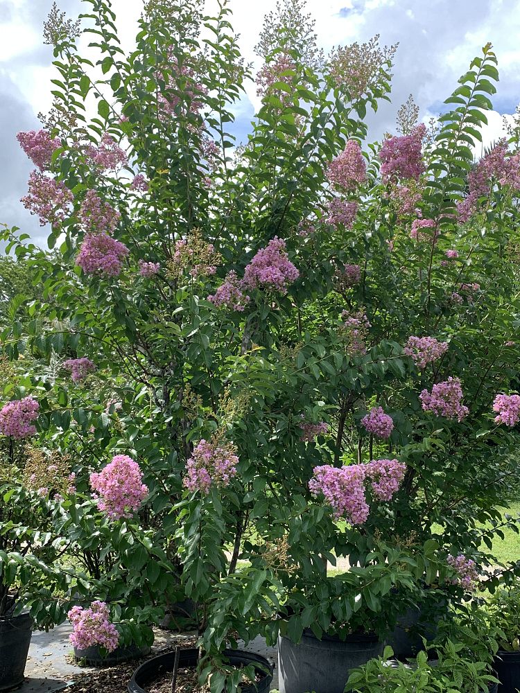 lagerstroemia-indica-crape-myrtle