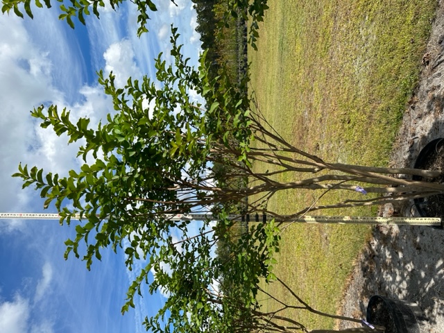 lagerstroemia-indica-crape-myrtle