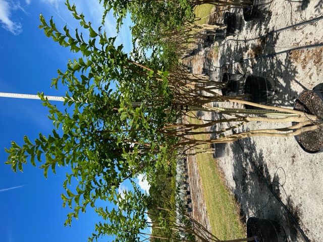 lagerstroemia-indica-crape-myrtle