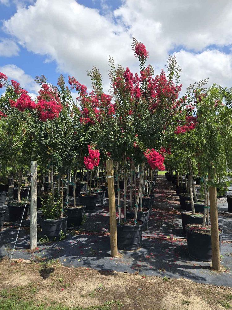 lagerstroemia-indica-crape-myrtle