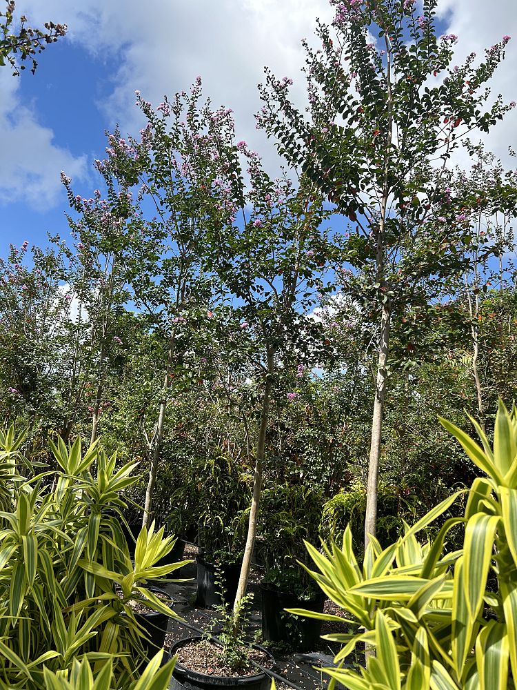 lagerstroemia-indica-crape-myrtle