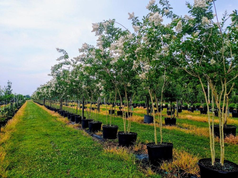 lagerstroemia-indica-crape-myrtle