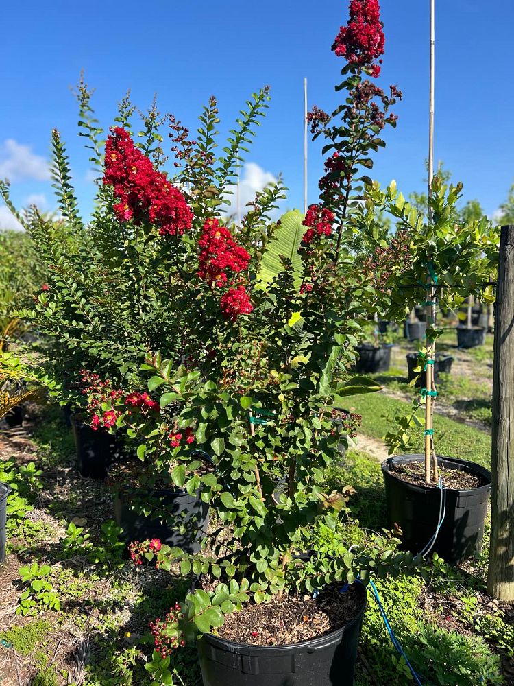 lagerstroemia-indica-crape-myrtle