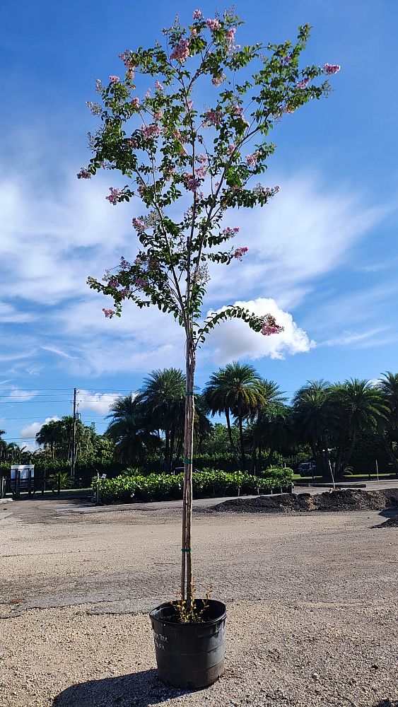 lagerstroemia-indica-crape-myrtle