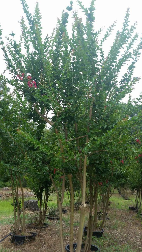 lagerstroemia-indica-dallas-red-crape-myrtle