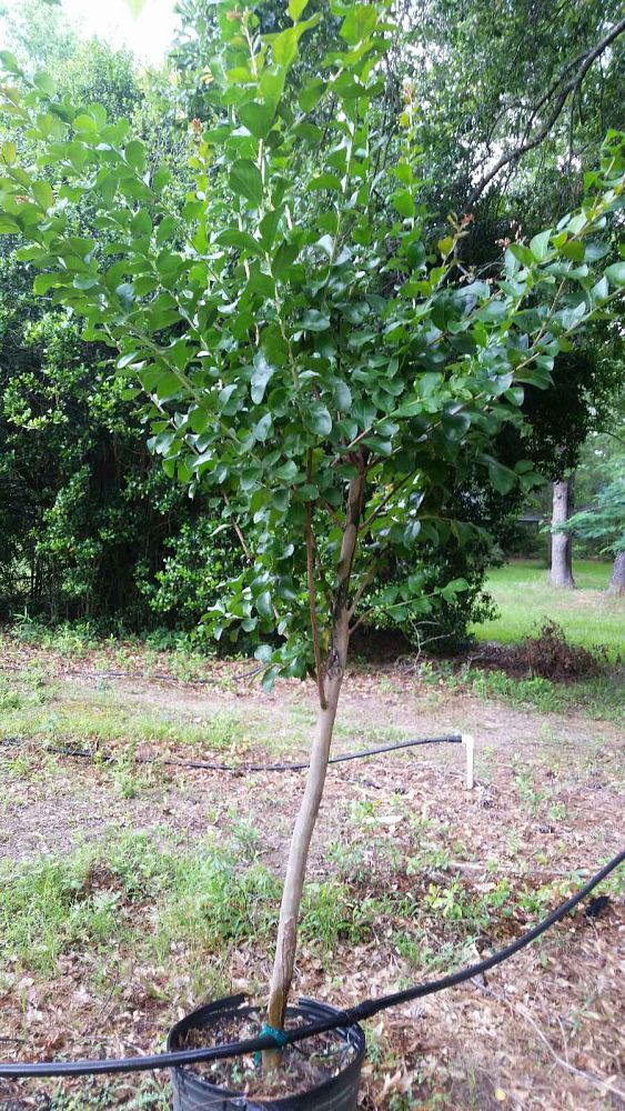 lagerstroemia-indica-dallas-red-crape-myrtle