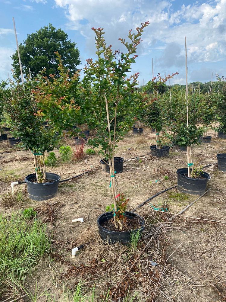 lagerstroemia-indica-dallas-red-crape-myrtle