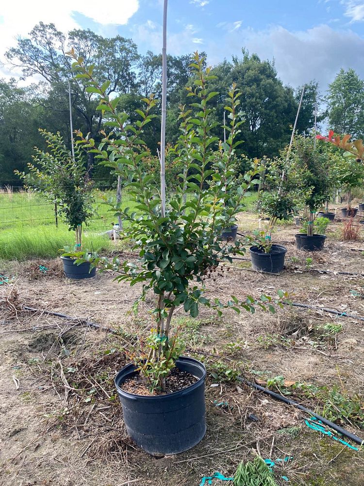 lagerstroemia-indica-dallas-red-crape-myrtle