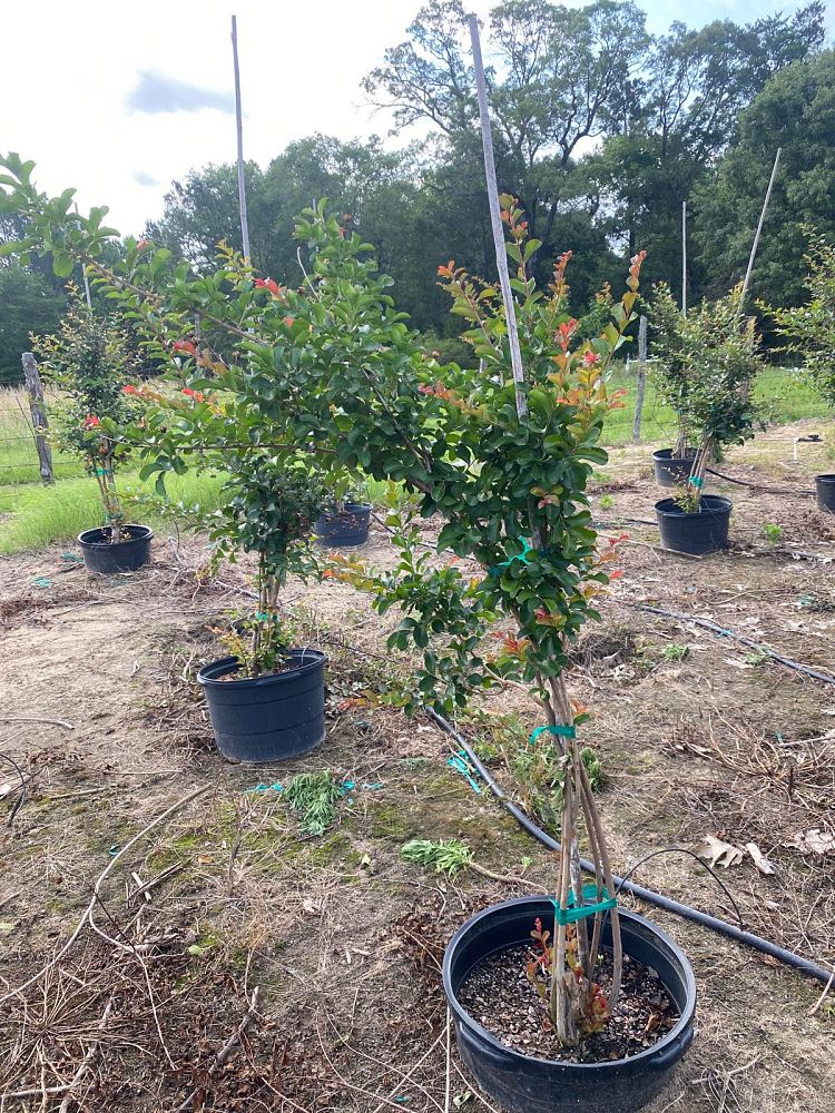 lagerstroemia-indica-dallas-red-crape-myrtle