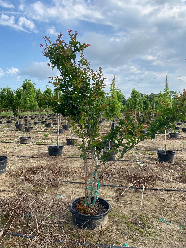 lagerstroemia-indica-dallas-red-crape-myrtle