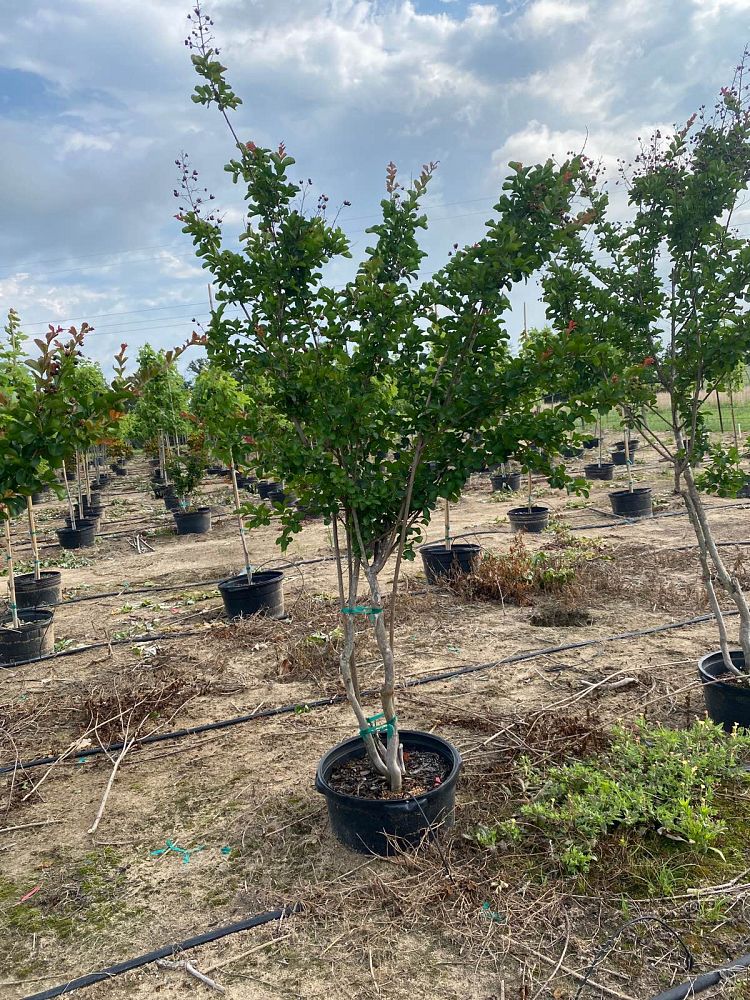 lagerstroemia-indica-dallas-red-crape-myrtle