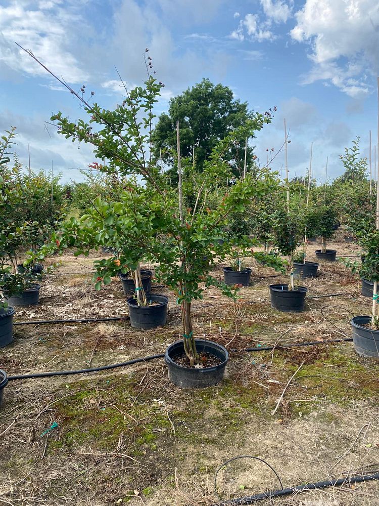 lagerstroemia-indica-dallas-red-crape-myrtle