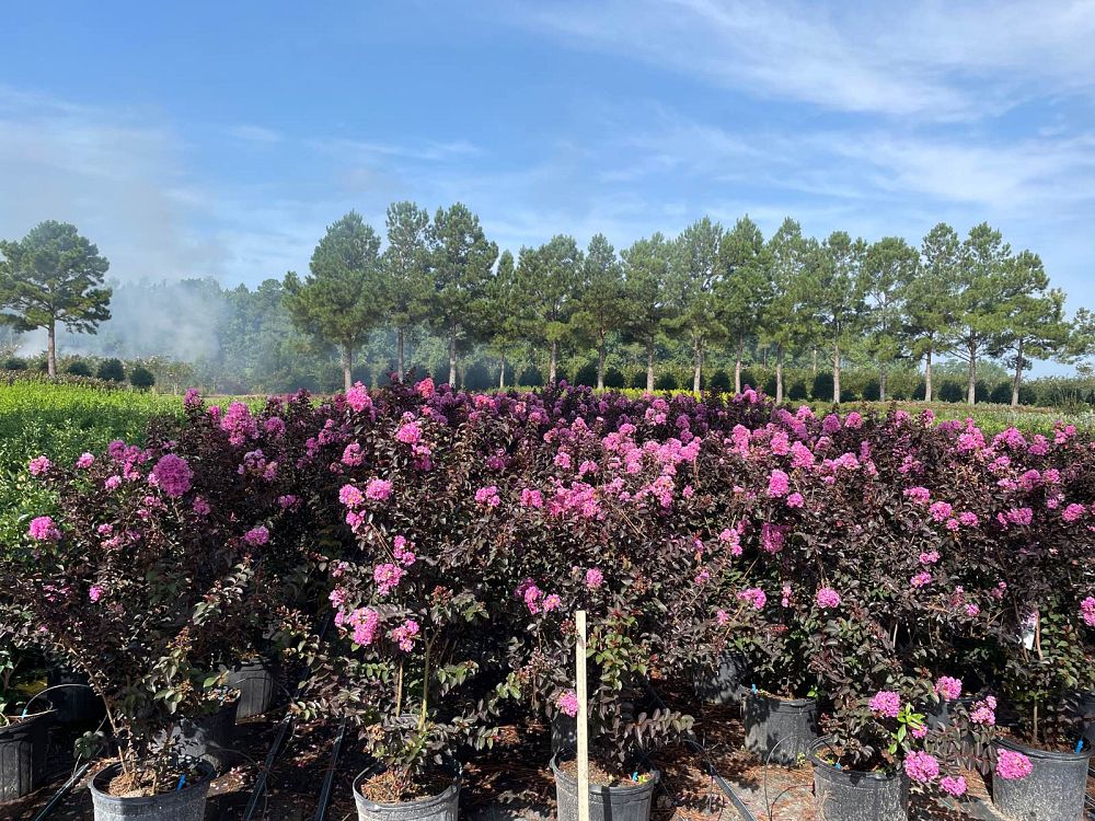 lagerstroemia-indica-deleb-delta-eclipse-trade-crapemyrtle