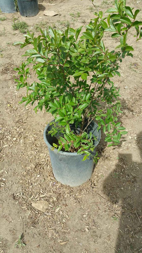 lagerstroemia-indica-dwarf-crape-myrtle