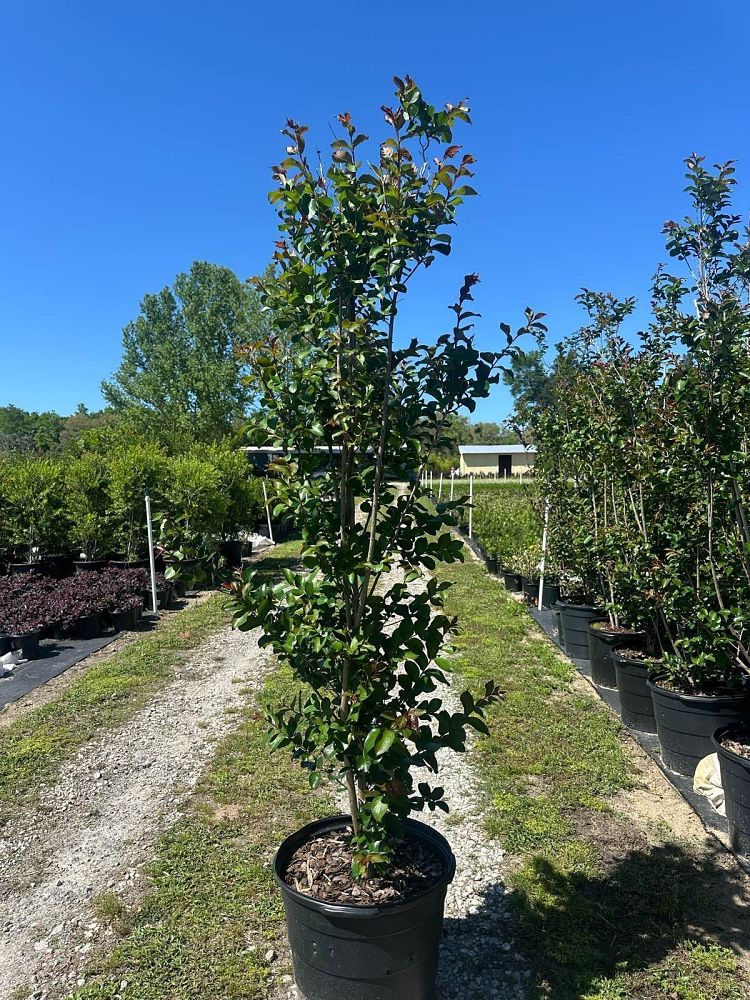 lagerstroemia-indica-faifarlag-my-fair-myrtle-trade-crapemyrtle