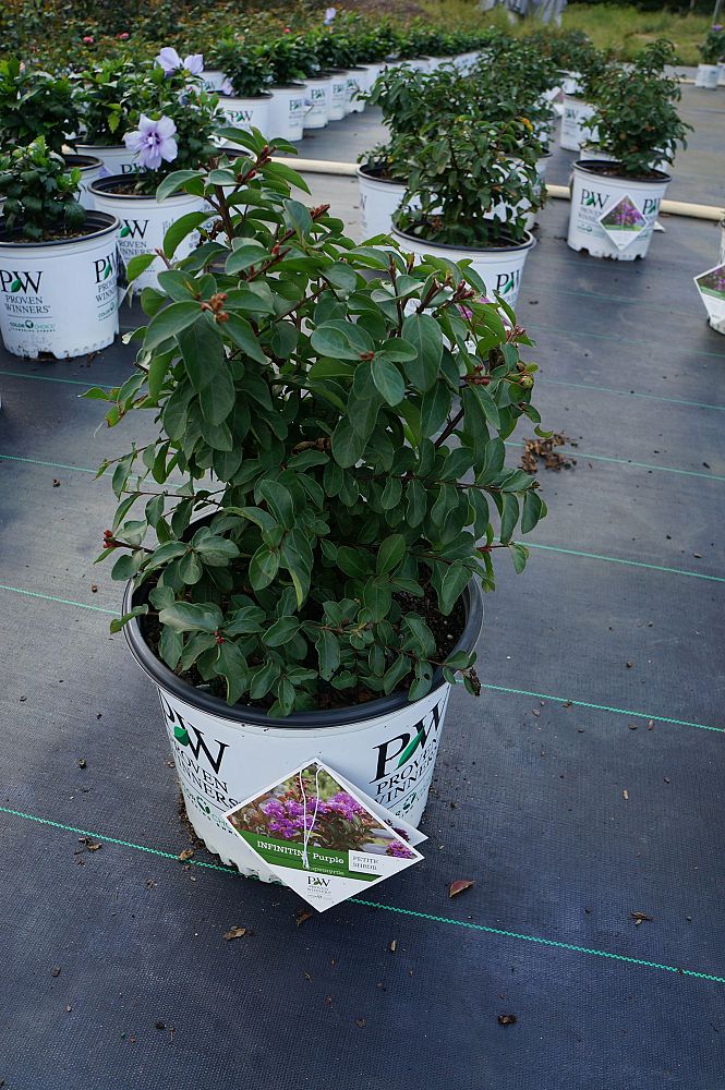 lagerstroemia-indica-g2x13368-infinitini-reg-purple-crapemyrtle