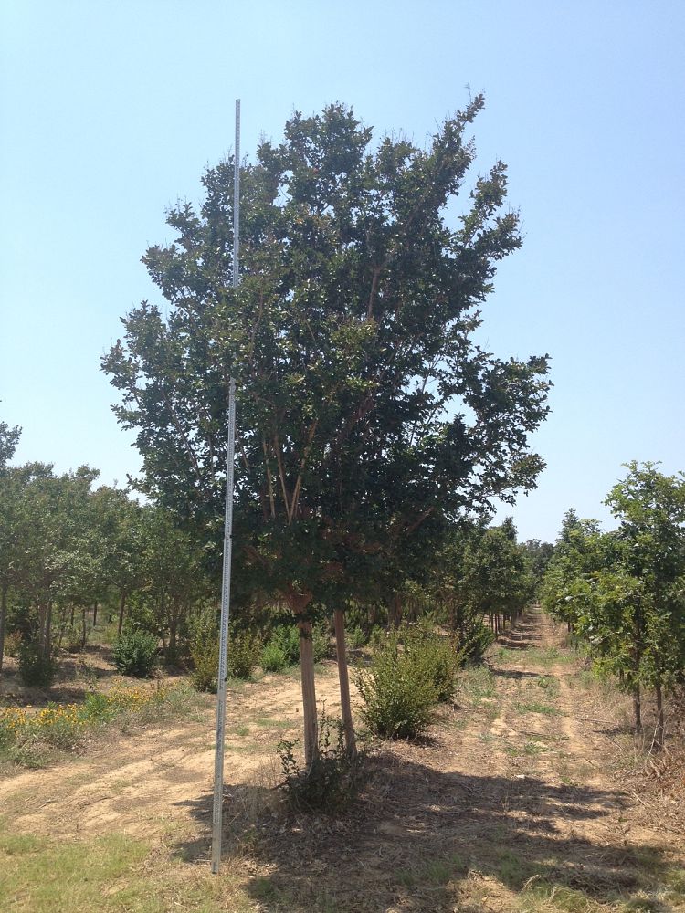 lagerstroemia-indica-glendora-white-crape-myrtle