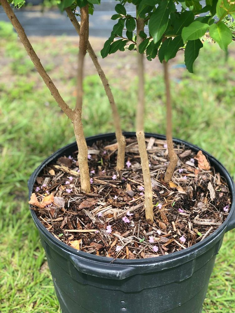lagerstroemia-indica-monkie-crape-myrtle-petite-pinkie