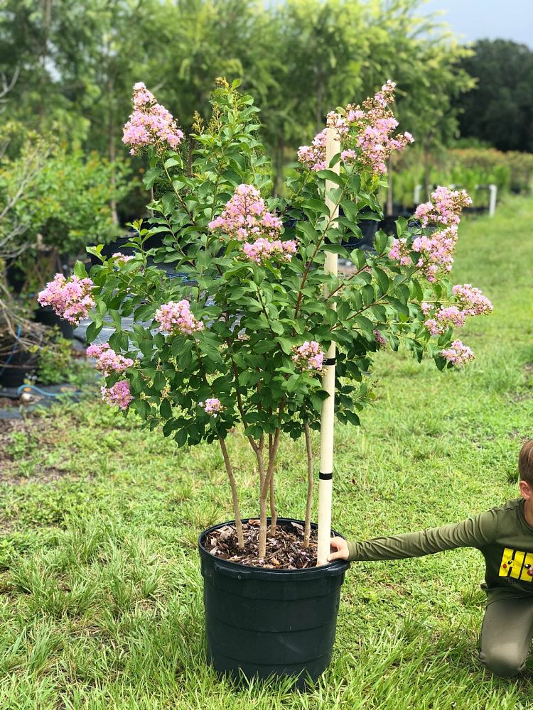 lagerstroemia-indica-monkie-crape-myrtle-petite-pinkie