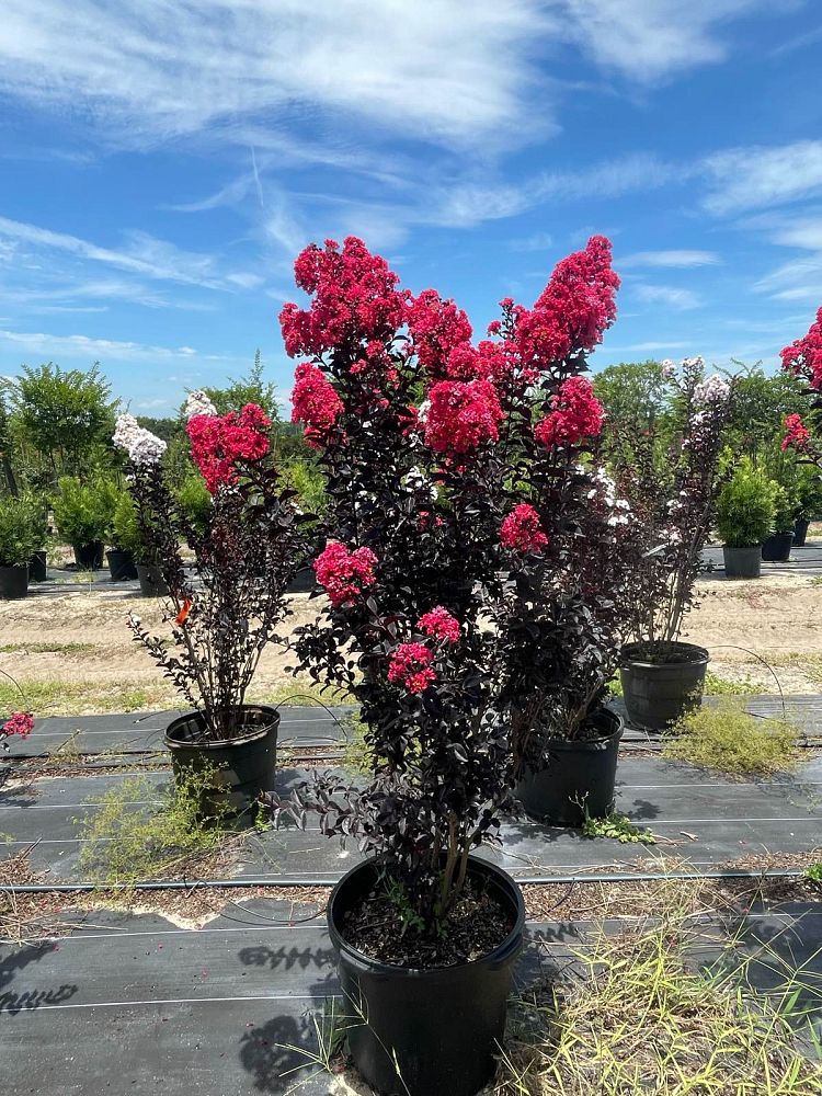 lagerstroemia-indica-piilag-v-midnight-magic-trade-crapemyrtle