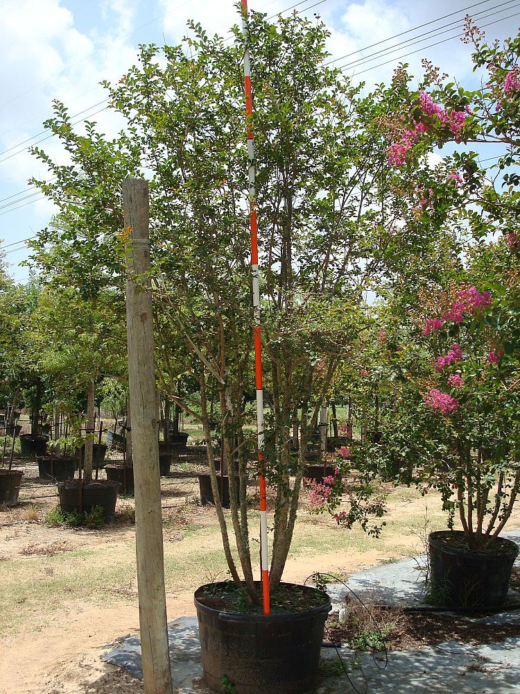 lagerstroemia-indica-piilag-viii-twilight-magic-trade-crapemyrtle