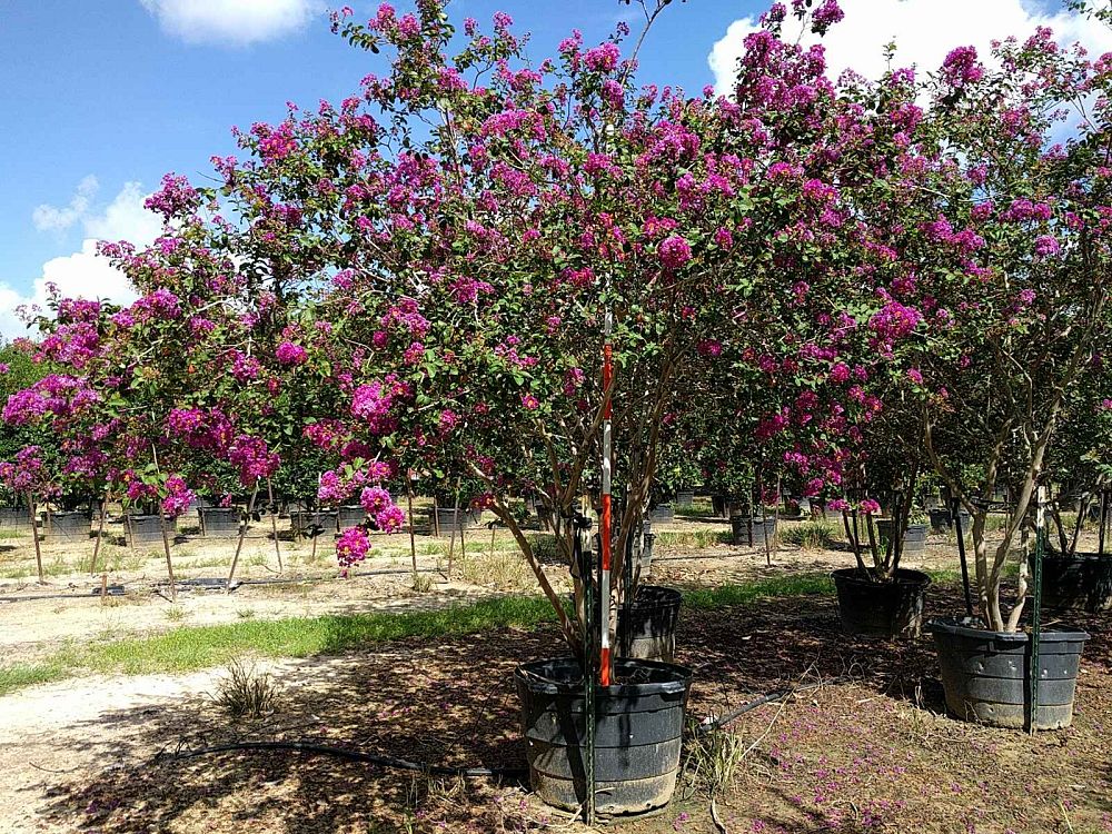 lagerstroemia-indica-piilag-viii-twilight-magic-trade-crapemyrtle