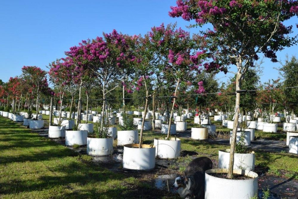 lagerstroemia-indica-piilag-viii-twilight-magic-trade-crapemyrtle