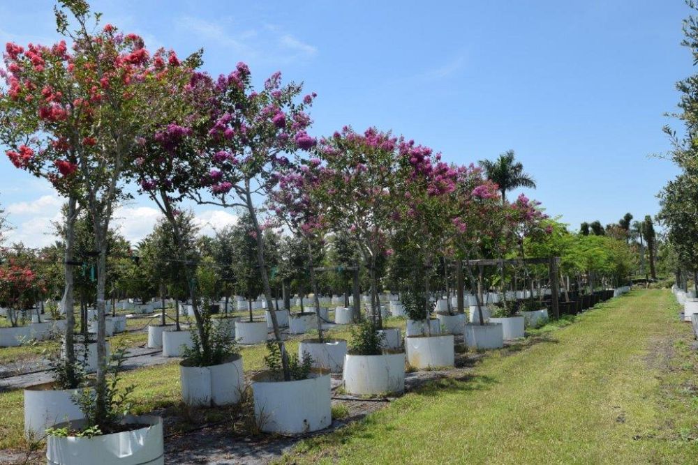 lagerstroemia-indica-piilag-viii-twilight-magic-trade-crapemyrtle