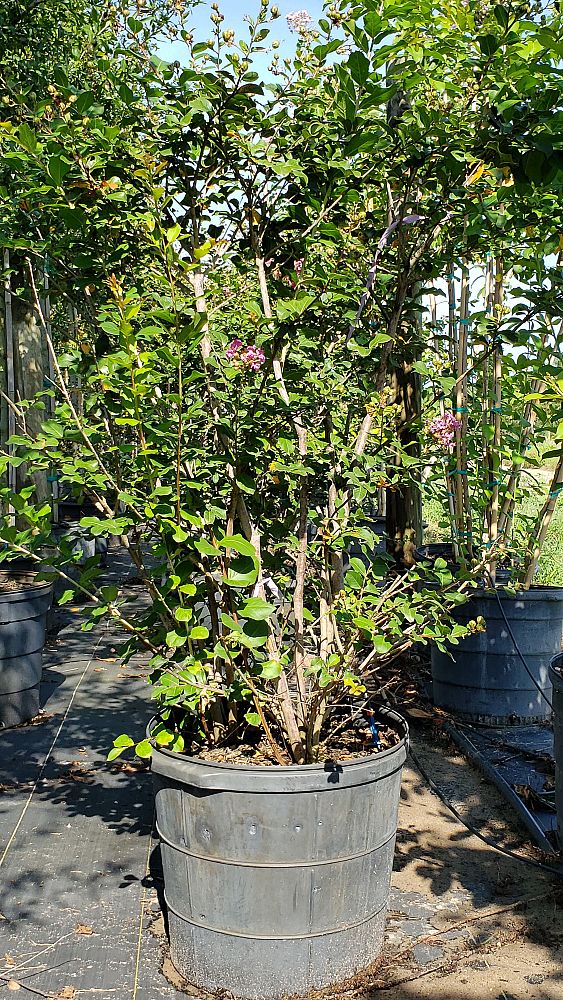lagerstroemia-indica-piilag-viii-twilight-magic-trade-crapemyrtle