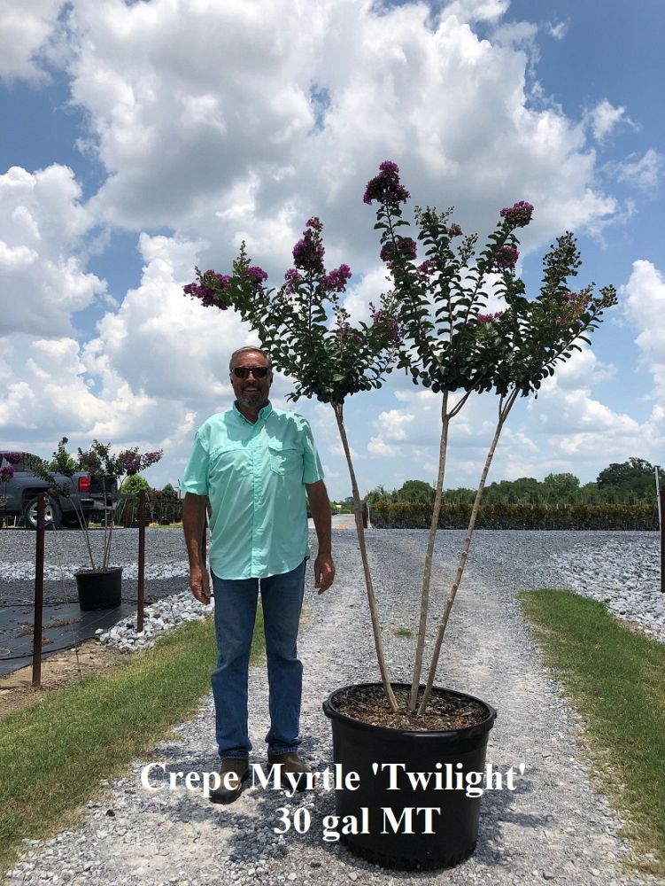 lagerstroemia-indica-piilag-viii-twilight-magic-trade-crapemyrtle