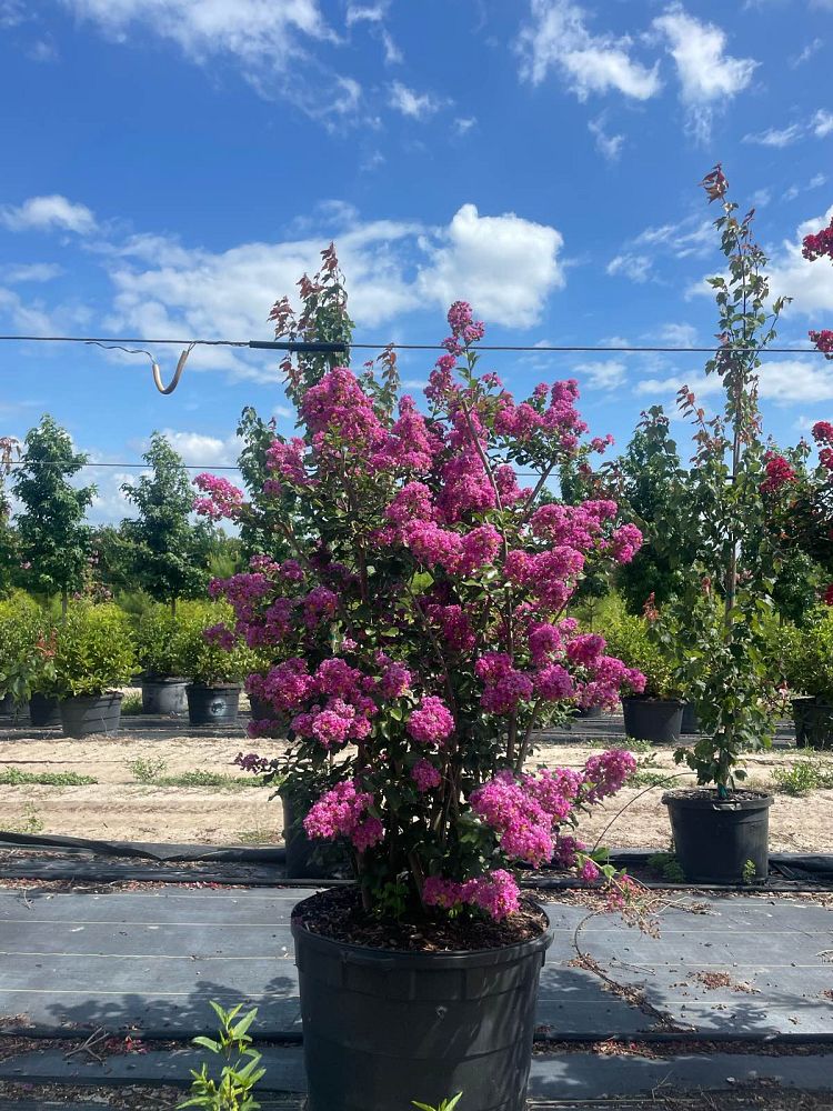 lagerstroemia-indica-piilag-viii-twilight-magic-trade-crapemyrtle