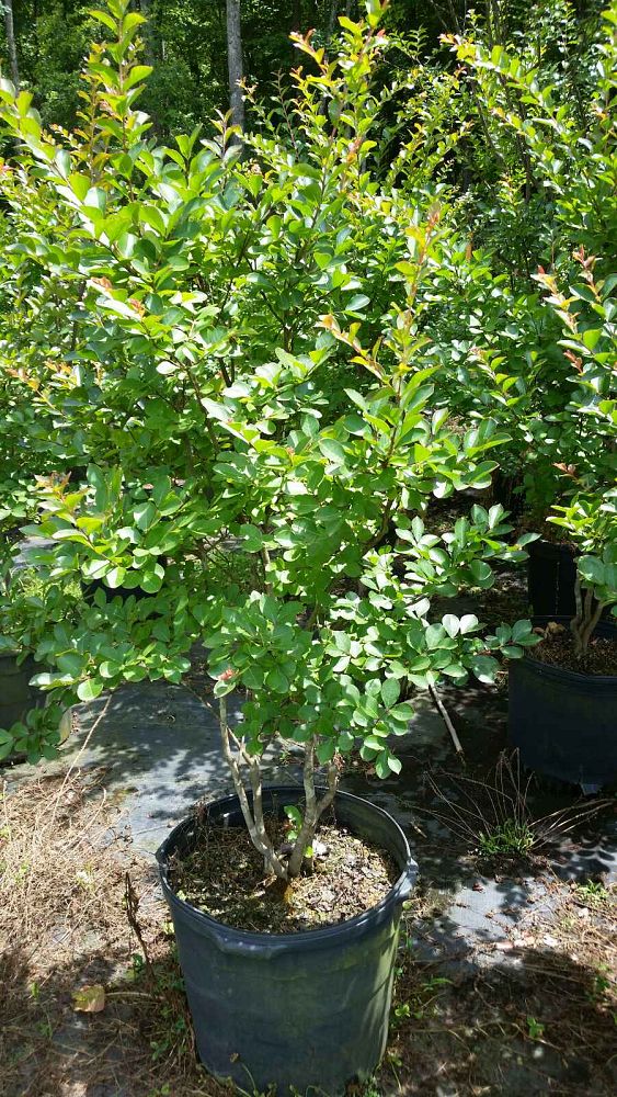 lagerstroemia-indica-pink-lace-crape-myrtle