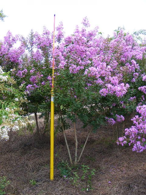 lagerstroemia-indica-powhatan-crape-myrtle
