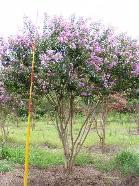 lagerstroemia-indica-powhatan-crape-myrtle