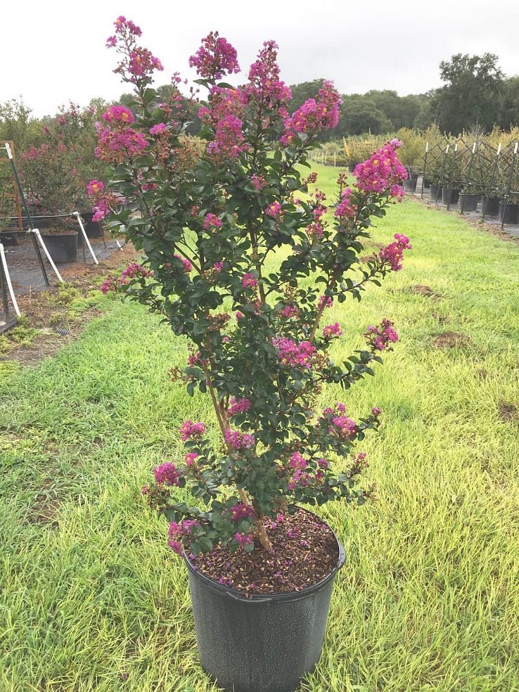 lagerstroemia-indica-purple-magic-purple-magic-crapemyrtle