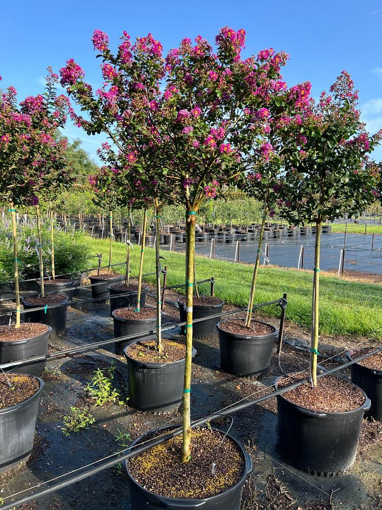lagerstroemia-indica-purple-magic-purple-magic-crapemyrtle