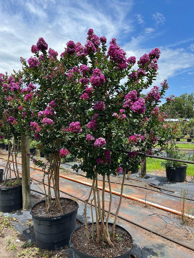 lagerstroemia-indica-purple-magic-purple-magic-crapemyrtle