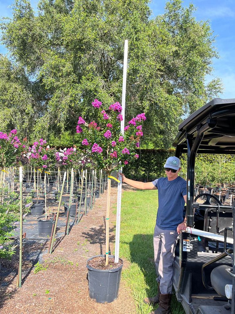 lagerstroemia-indica-purple-magic-purple-magic-crapemyrtle
