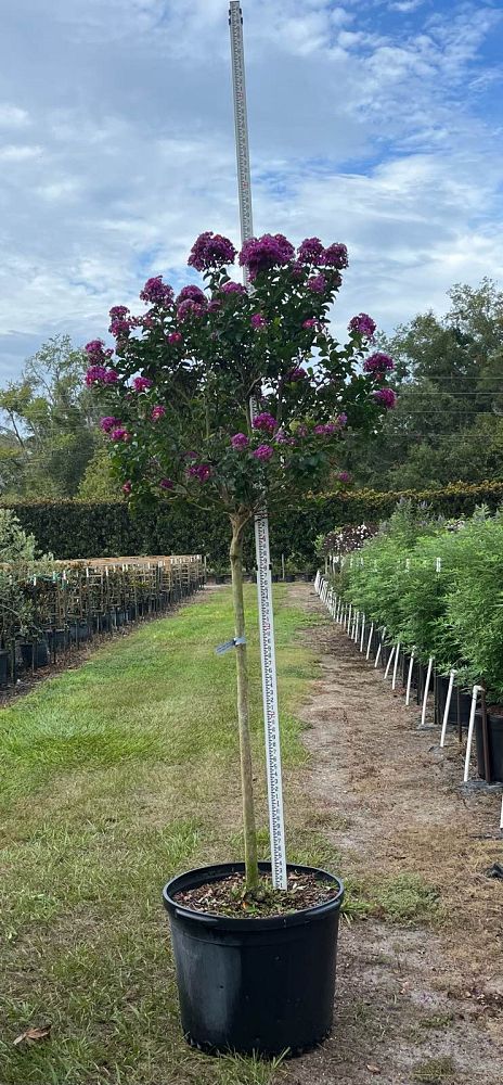 lagerstroemia-indica-purple-magic-purple-magic-crapemyrtle