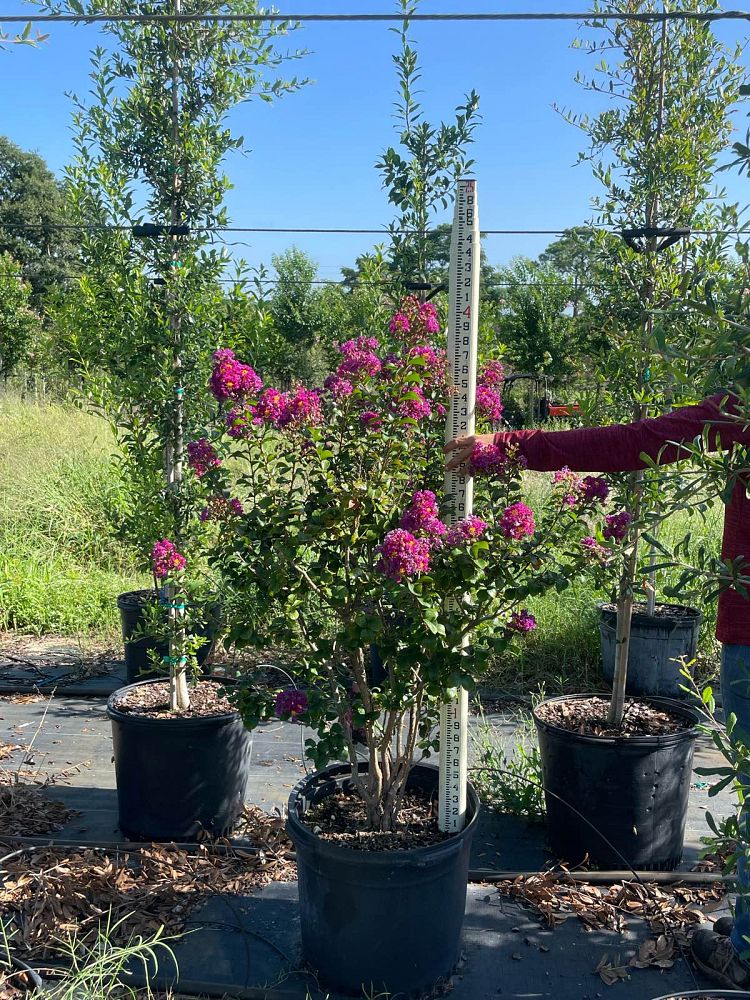 lagerstroemia-indica-purple-magic-purple-magic-crapemyrtle