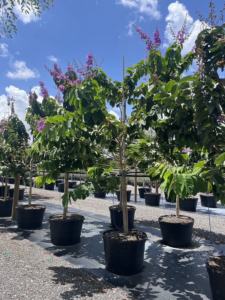 lagerstroemia-indica-queen-s-lace-crape-myrtle