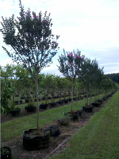 lagerstroemia-indica-raspberry-sundae-crape-myrtle