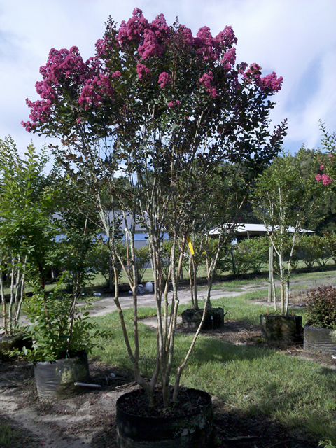lagerstroemia-indica-raspberry-sundae-crape-myrtle
