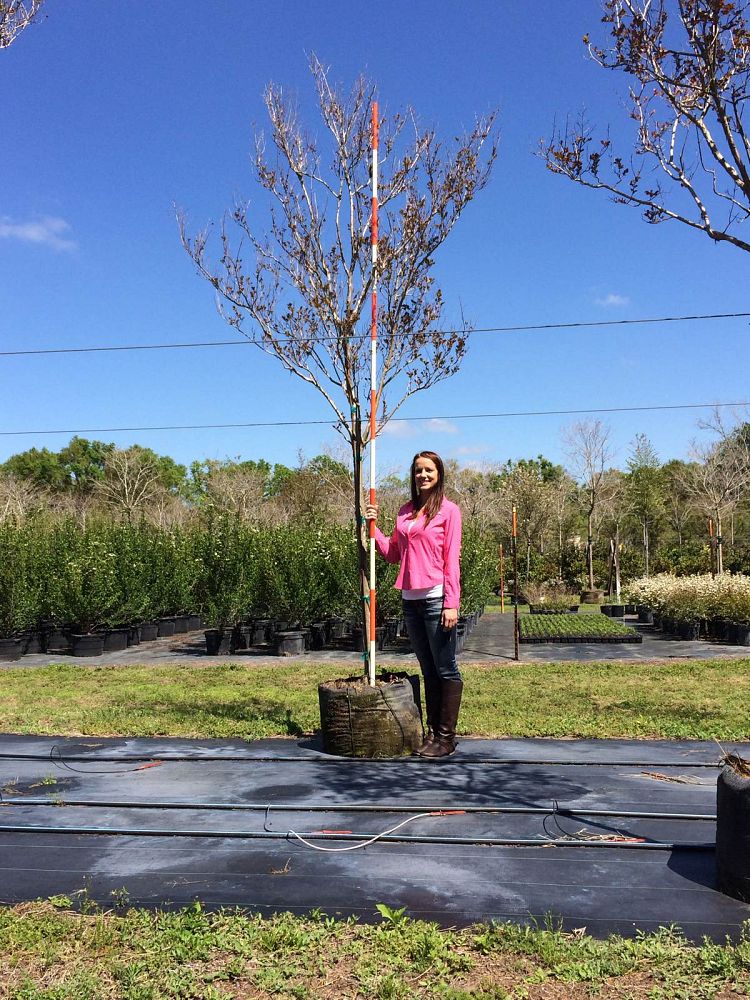 lagerstroemia-indica-raspberry-sundae-crape-myrtle