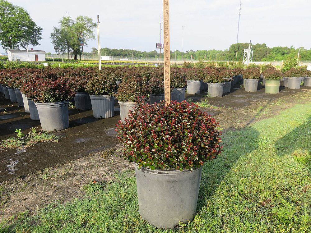 lagerstroemia-indica-razzle-dazzle-crape-myrtle