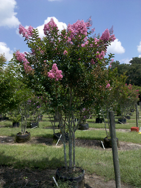 lagerstroemia-indica-sioux-crape-myrtle
