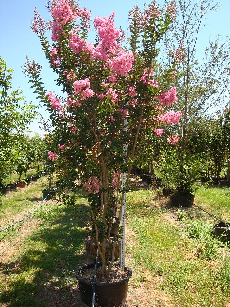 lagerstroemia-indica-sioux-crape-myrtle