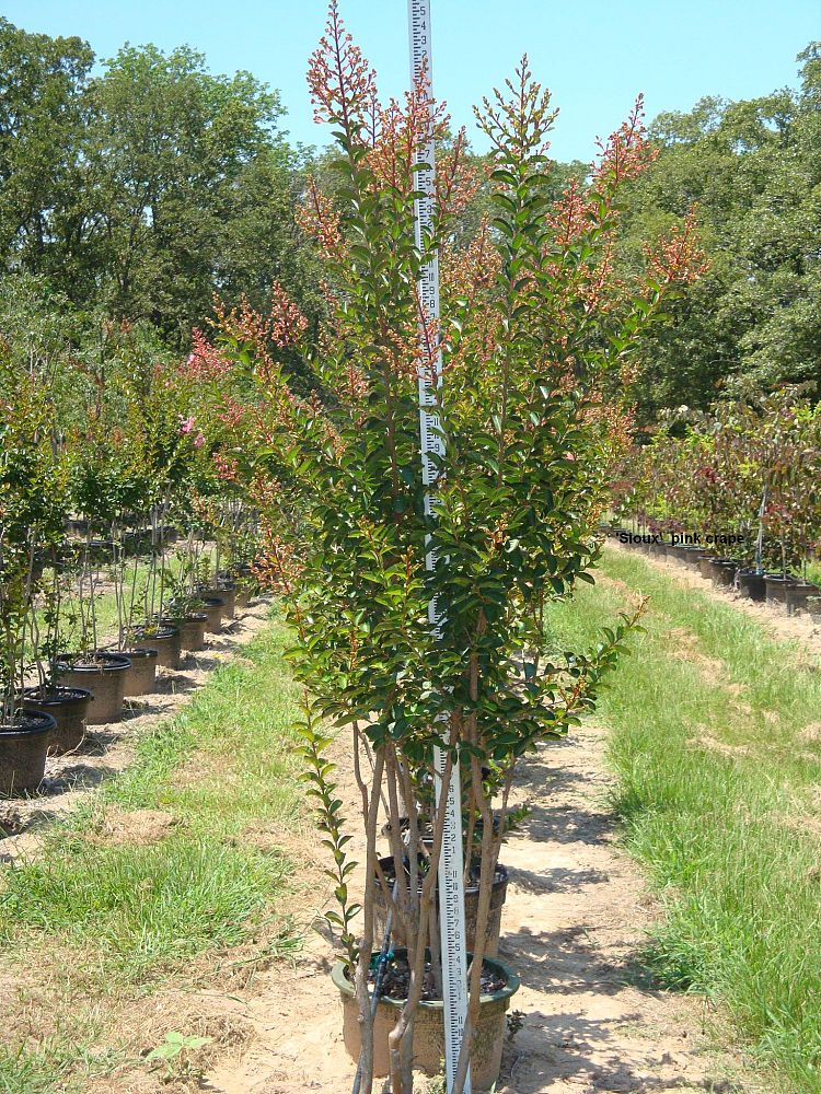 lagerstroemia-indica-sioux-crape-myrtle