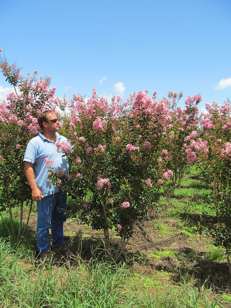 lagerstroemia-indica-sioux-crape-myrtle