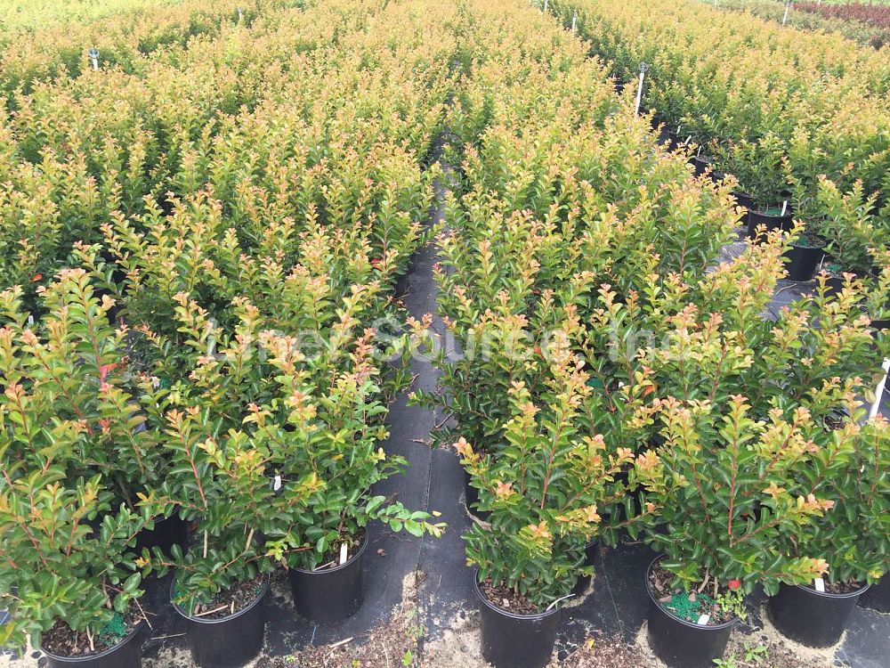 lagerstroemia-indica-sioux-crape-myrtle